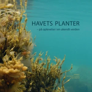 Havets planter