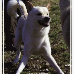 Agressivitet hos hunde