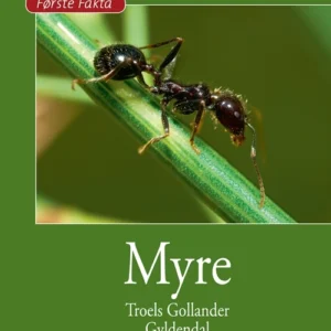 Myre