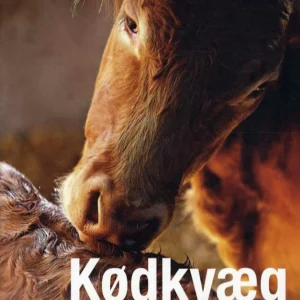 Kødkvæg
