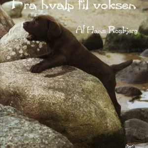 Fra hvalp til voksen