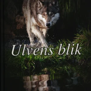 Ulvens blik