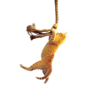 Save The Cat!The Last Book On Screenwriting You'Ll Ever Need