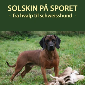 Solskin på sporet