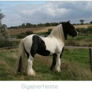 Sigøjnerheste