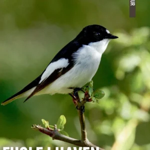 DANMARKS NATUR Fugle i haven