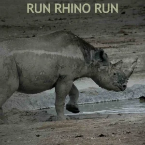 Run Rhino Run