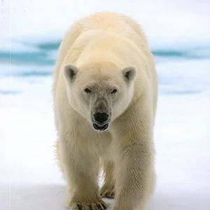 Svalbard