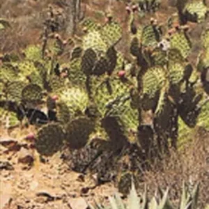 Mexico Border States: Coahuila, Nuevo Leon, Tamaulipas