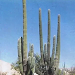 Mexico North