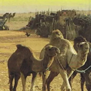 Libya & Tunisia