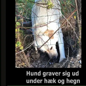 Hund graver sig ud under Hæk og Hegn