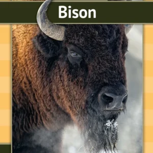Bison