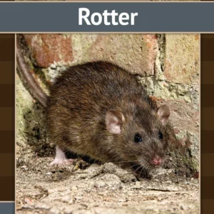 Rotter