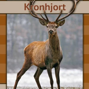 Kronhjort