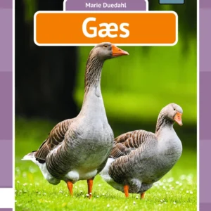 Gæs