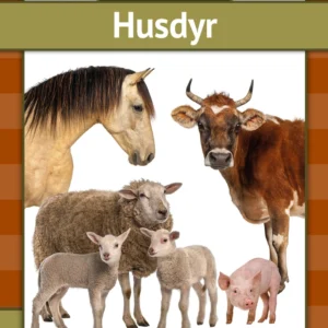 Husdyr