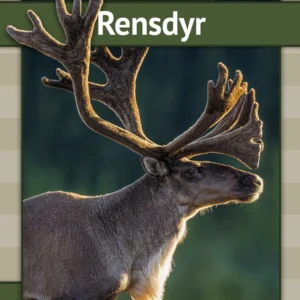 Rensdyr