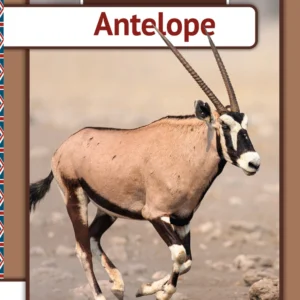 Antelope