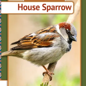 House Sparrow