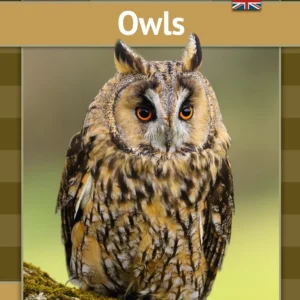 Owls