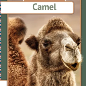 Camel