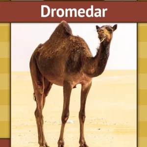 Dromedar