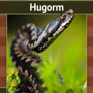 Hugorm