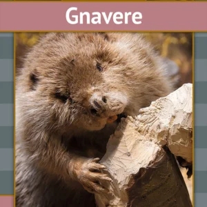 Gnavere