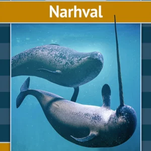Narhval