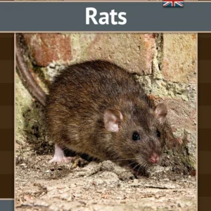 Rats