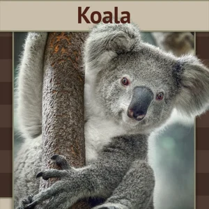 Koala
