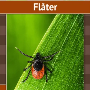 Flåter