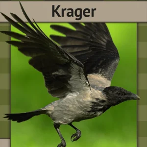 Krager