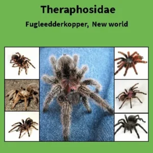 Theraphosidae