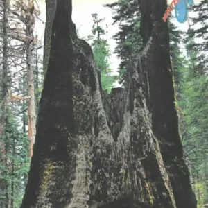 Yosemite & Central California