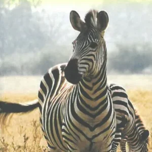 Zambia & Africa Eastern