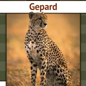 Gepard