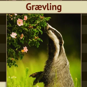 Grævling