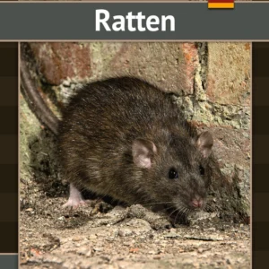 Ratten