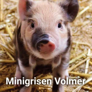 Minigrisen Volmer