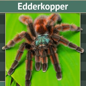 Edderkopper