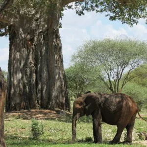 Bror Blixen in Tanganyika