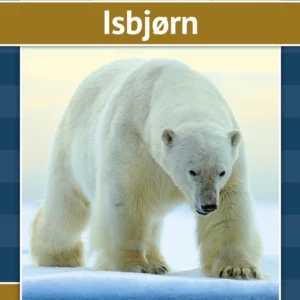 Isbjørn