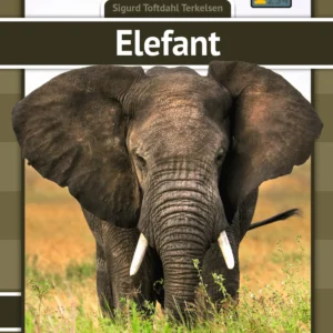 Elefant