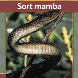 Sort mamba