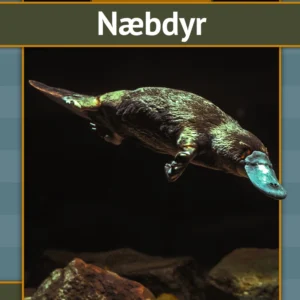Næbdyr