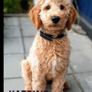 Den Lille Tænkehund