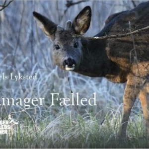 Amager Fælled