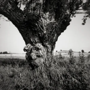 Hindsholm